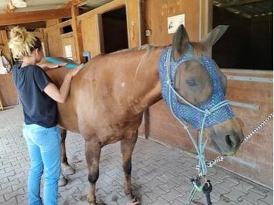 taping-therapie-cheval