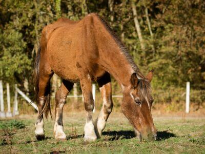 osteopathe-cheval-agé