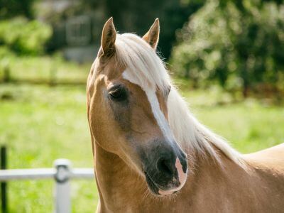 osteopathie-pour-chevaux-sportifs