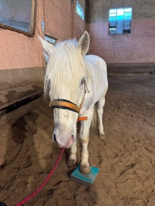 cheval-renforcement-musculaire